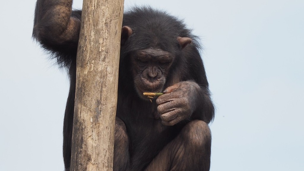 Πώς να φτιάξετε έναν χιμπατζή από πηλό