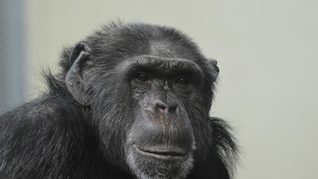 Έχουν οι άνθρωποι DNA χιμπατζή
