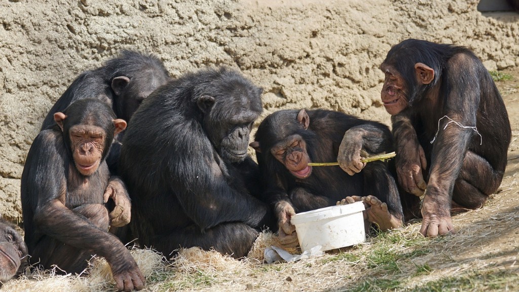 Πώς ένας χιμπατζής τρώει μια μπανάνα