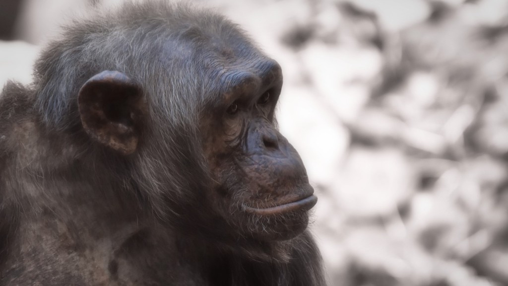 Γιατί οι χιμπατζήδες κινδυνεύουν να εξαφανιστούν