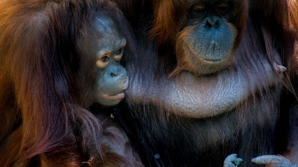 Λέει ο Animal Planet Orangutan Pussy